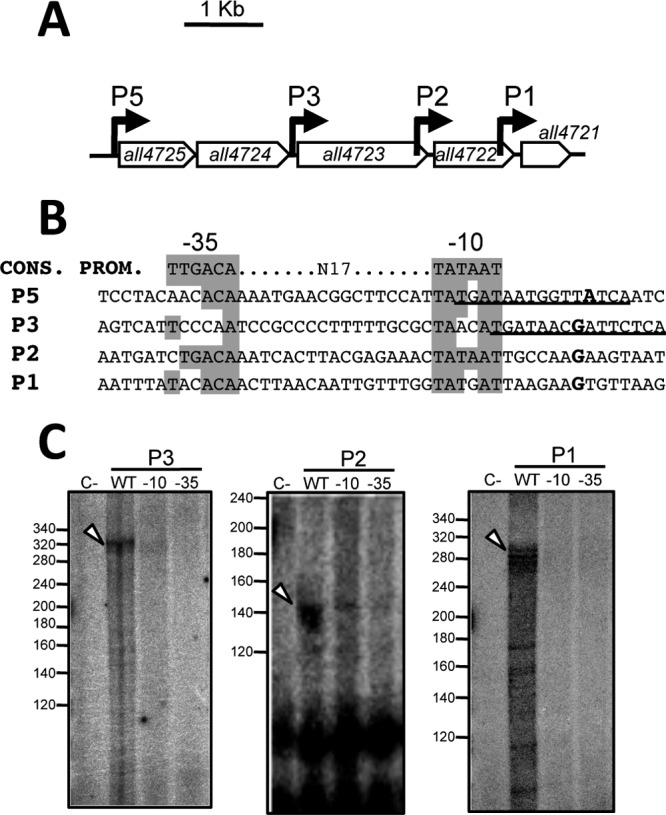 Fig 1