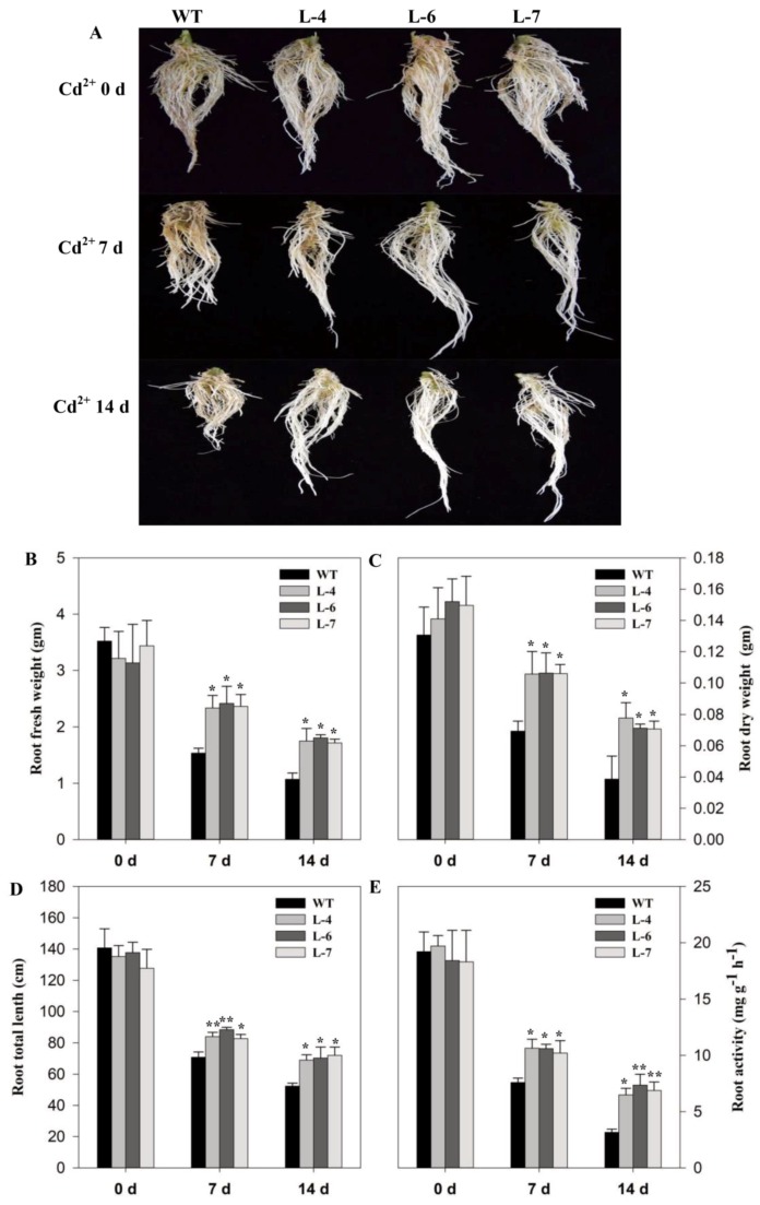 Figure 5