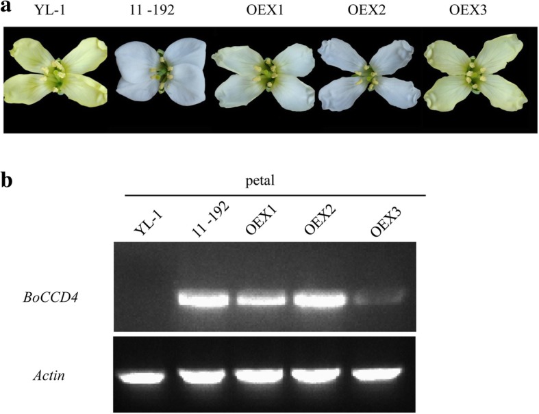 Fig. 4