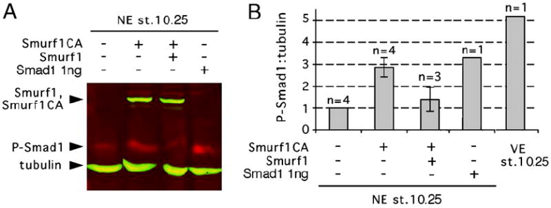 Fig. 11