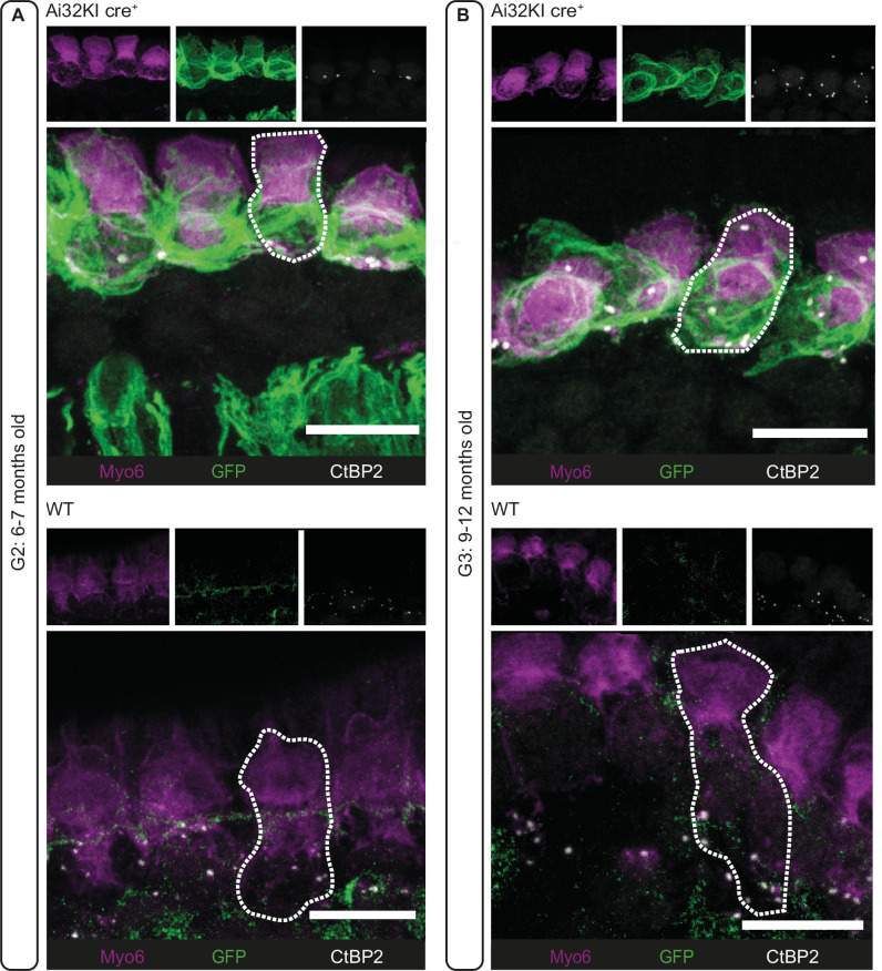 Figure 1—figure supplement 1.