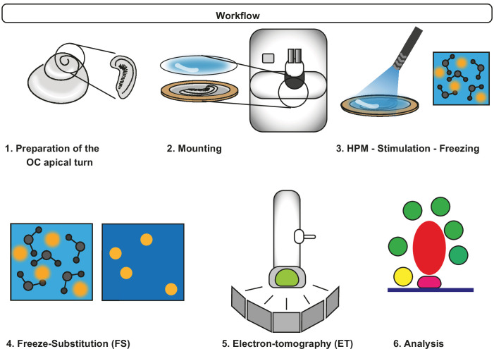 Figure 3—figure supplement 1.