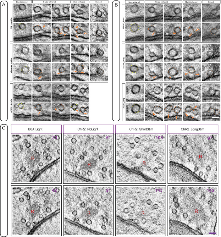 Figure 6—figure supplement 2.