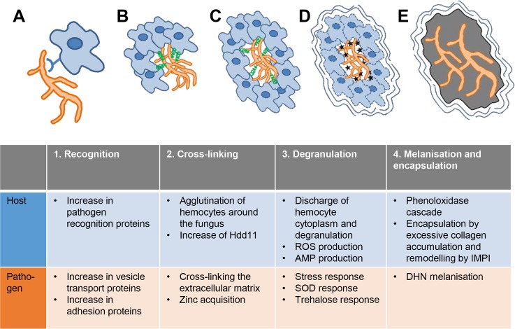 Fig 6