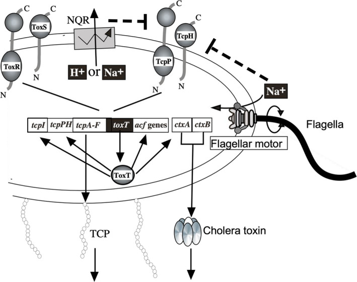 FIGURE 4