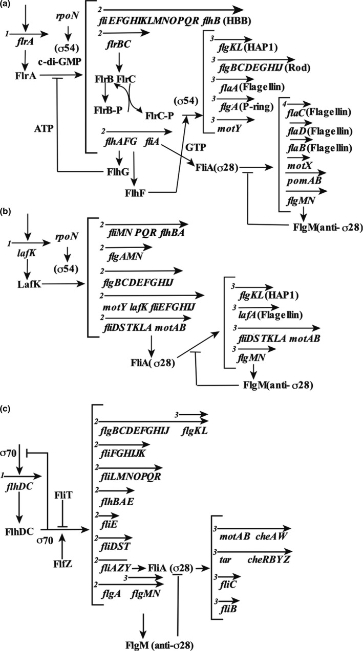 FIGURE 7