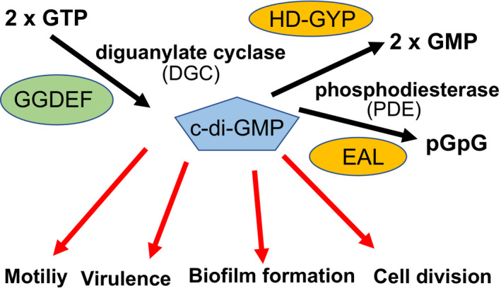 FIGURE 1