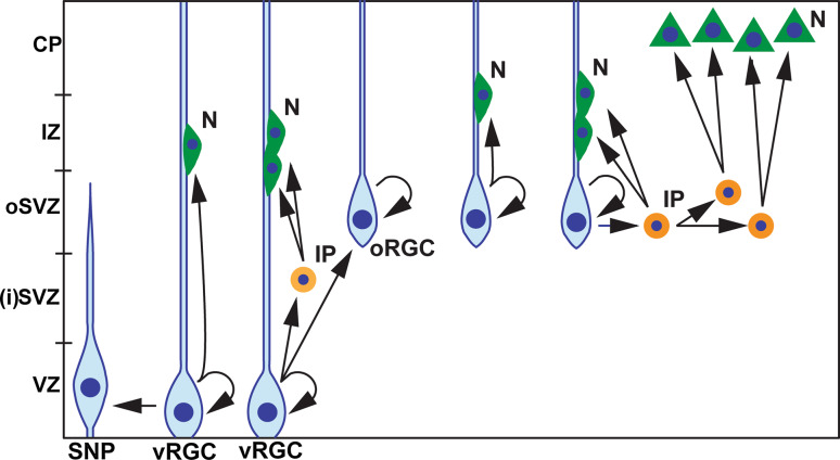 Fig. 1