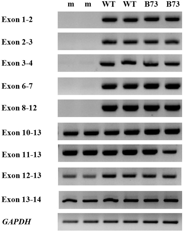 Fig 5