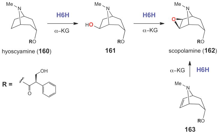 Scheme 26