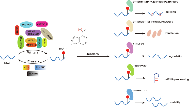 Figure 1