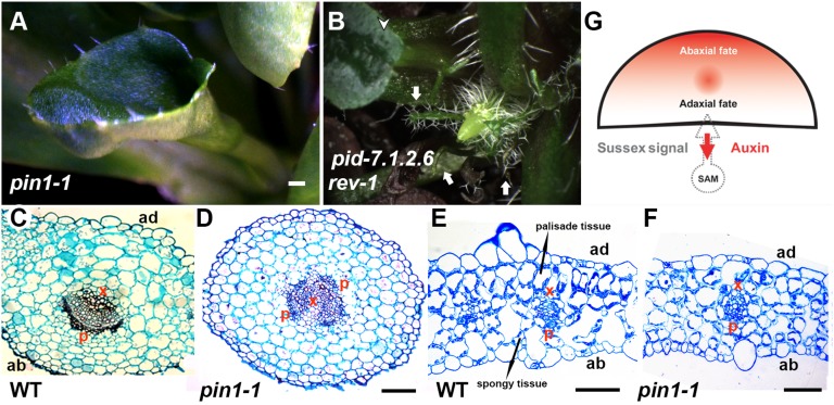 Fig. 5.