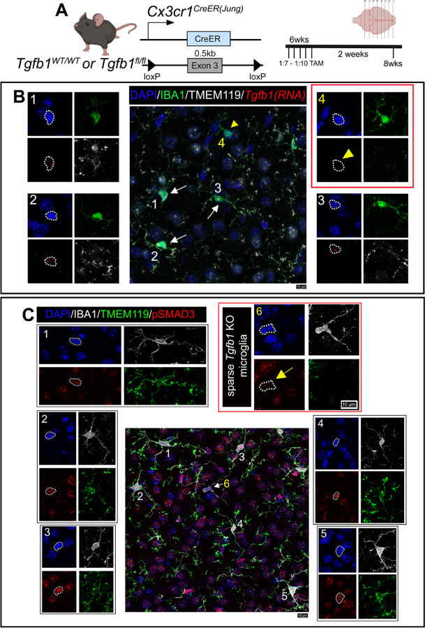 Figure 6.