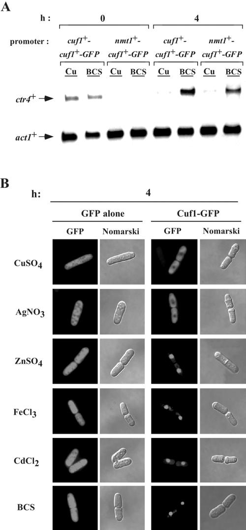 FIG. 6.