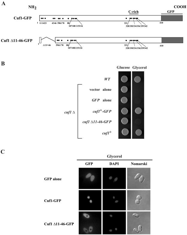 FIG. 1.