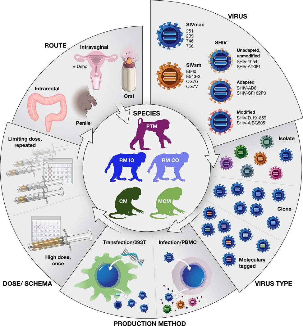 Nonhuman Primate Models for Evaluation of HIV-1 Preventative Vaccine ...