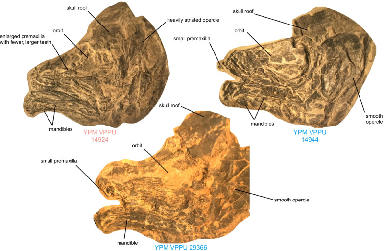 Fig. 9