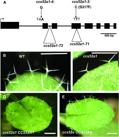 Figure 2.—