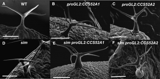 Figure 4.—