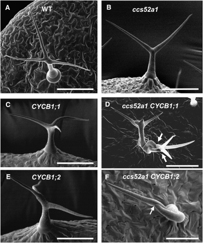 Figure 6.—