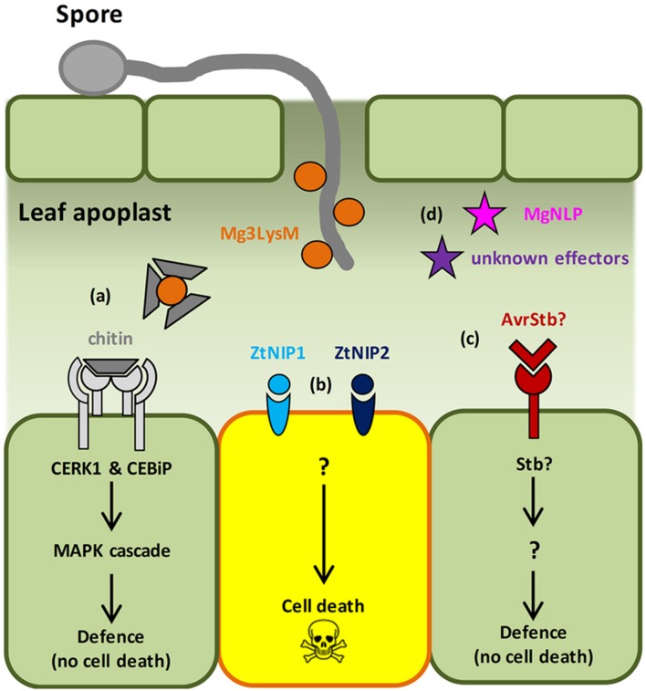 FIGURE 1