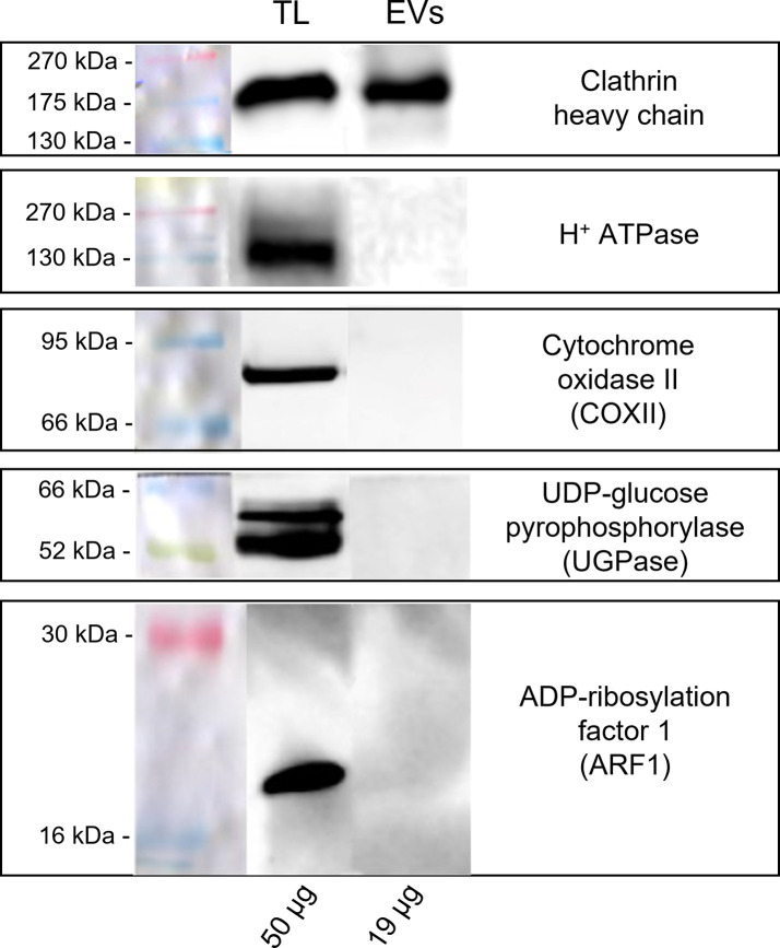 Figure 5