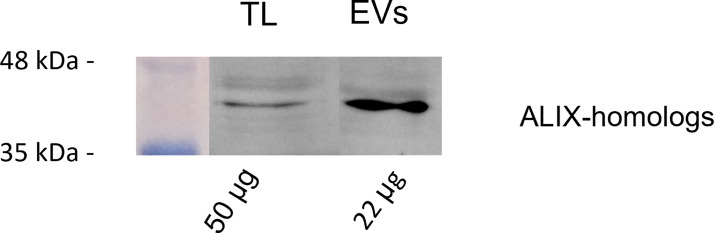 Figure 6