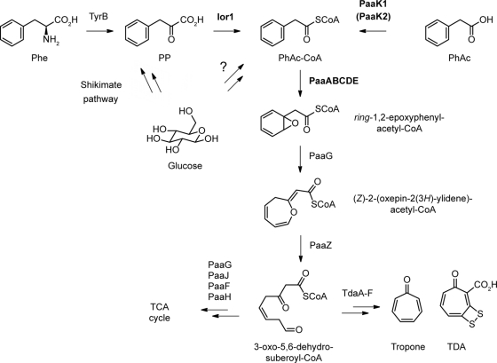 Fig 8