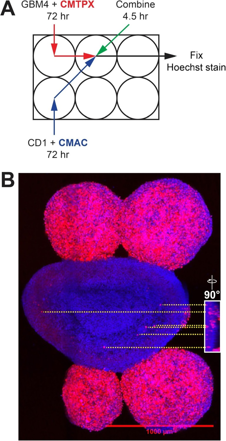 Fig. 2