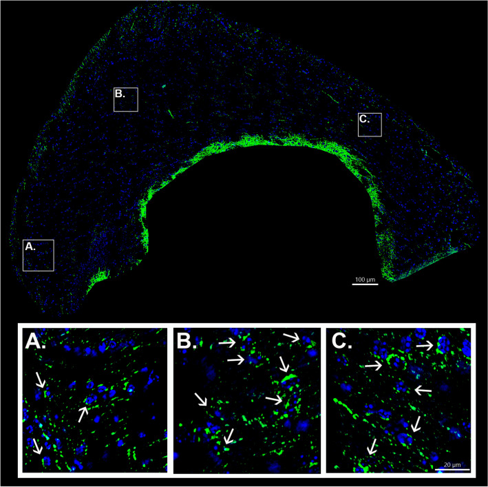 Fig. 3