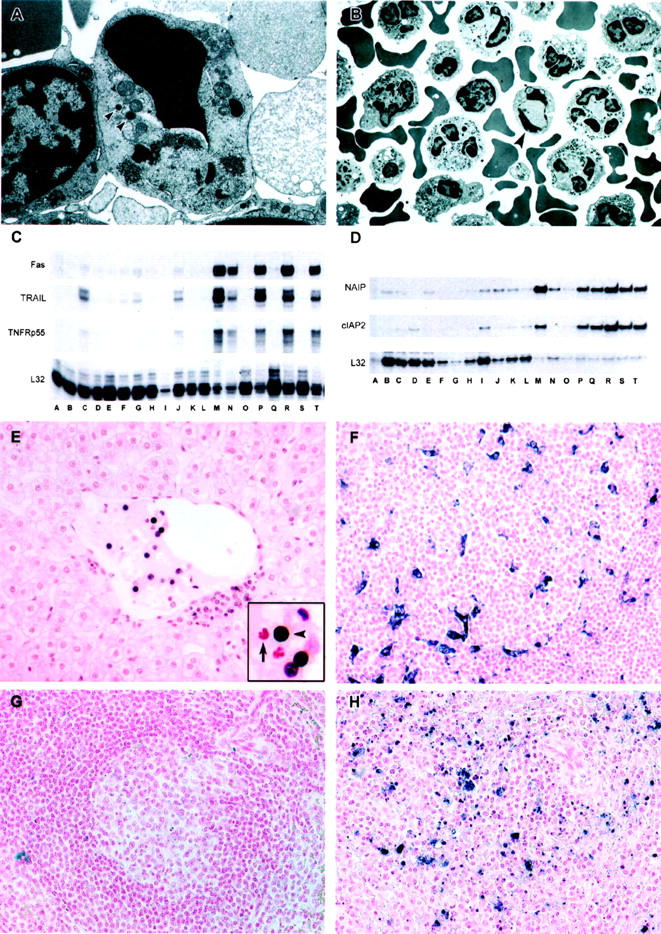 Figure 12.