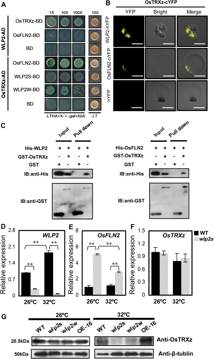 Fig. 6.