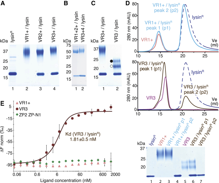 Figure 2