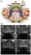 FIG. 1.
