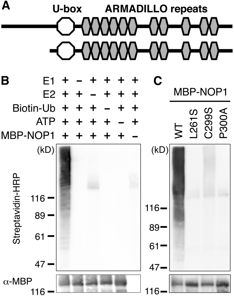 Figure 5.