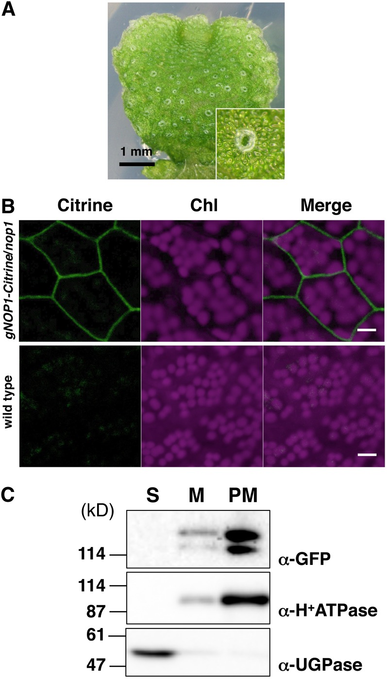 Figure 6.