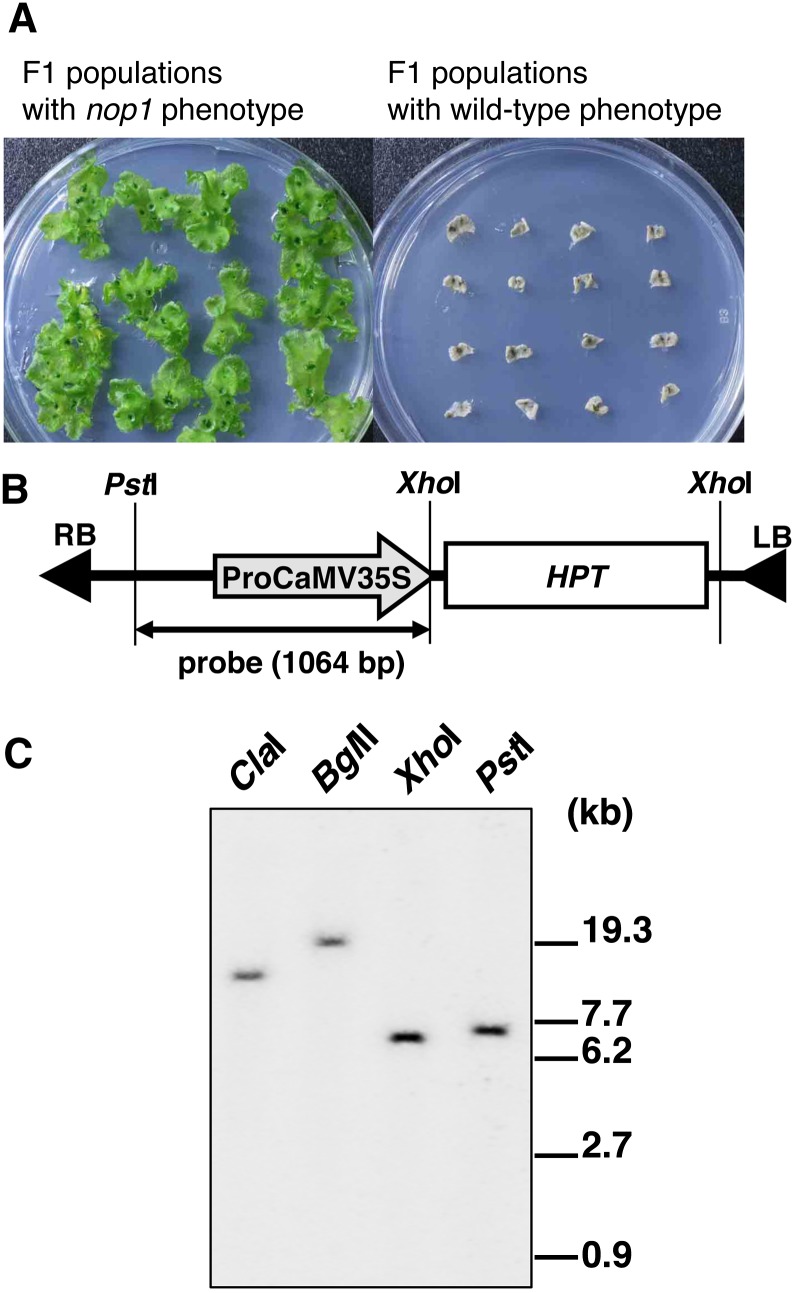 Figure 3.