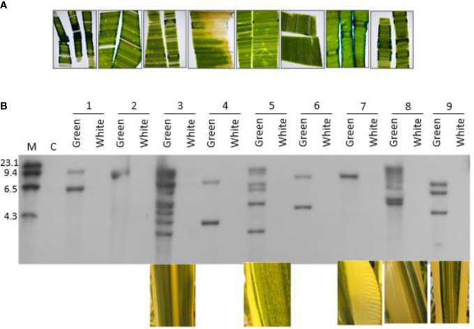 Figure 6