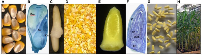 Figure 1