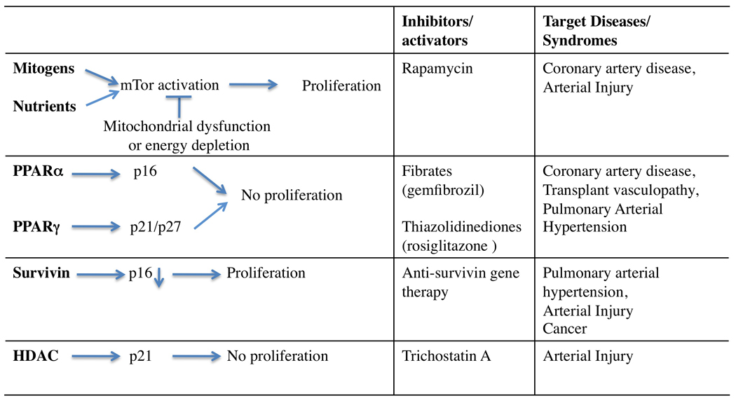 Interactions of other pathways regulating VSMC proliferation with the telomerase pathway