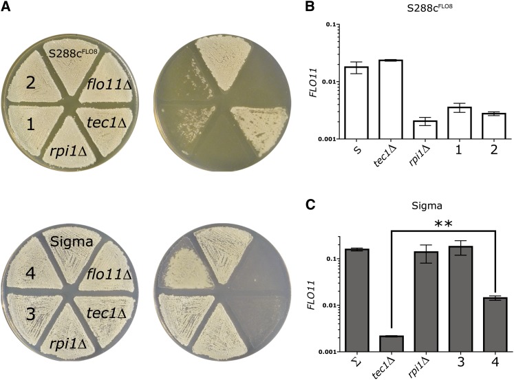 Figure 4 