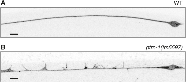 Figure 5—figure supplement 1.