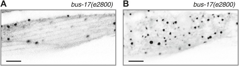 Figure 2—figure supplement 1.