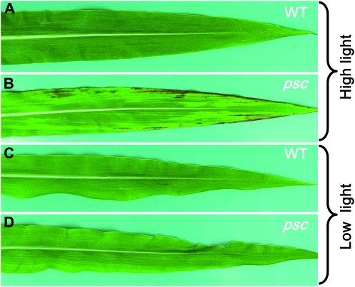 Figure 4.—