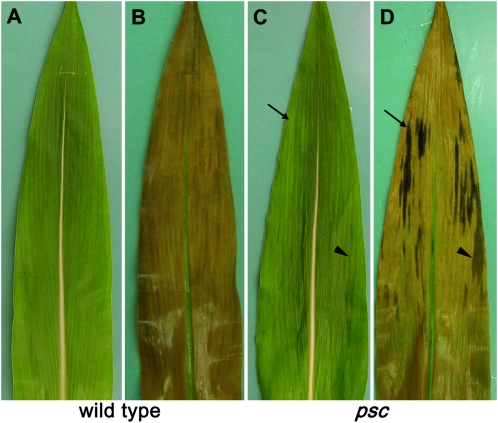 Figure 2.—