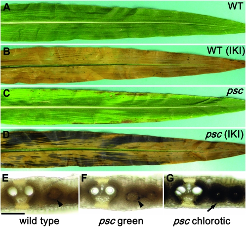 Figure 1.—