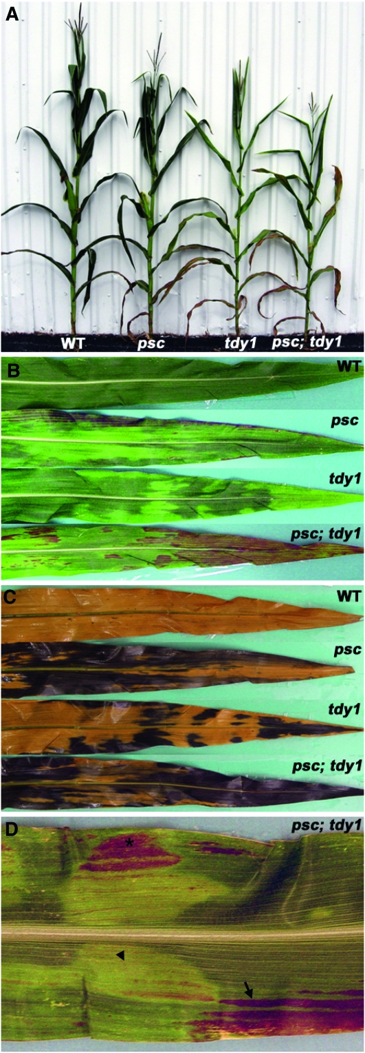 Figure 7.—