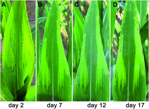 Figure 3.—