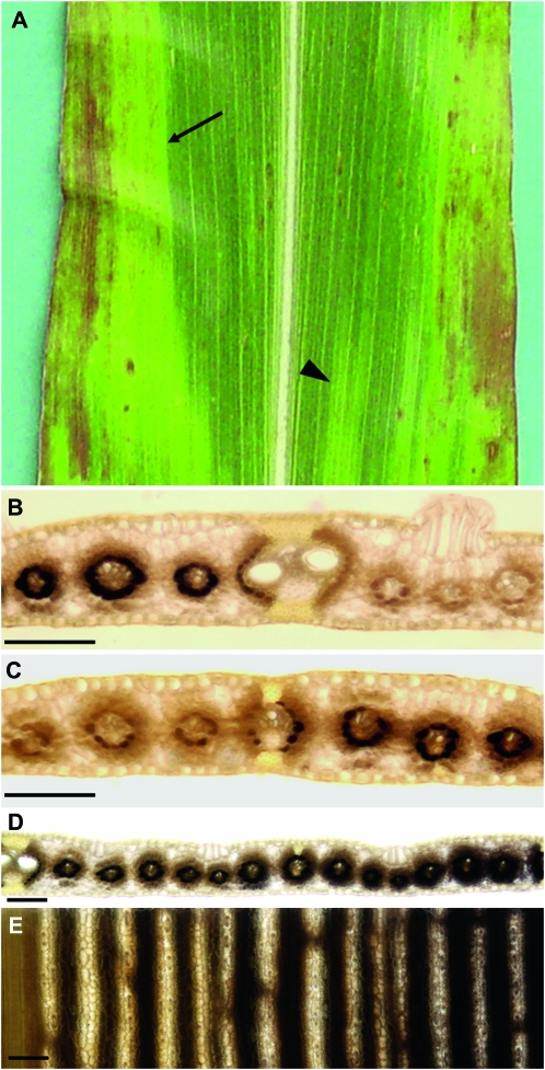 Figure 5.—