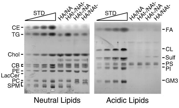 FIG. 10